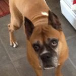 Boxer Dogs - Boxer Dog Picture
