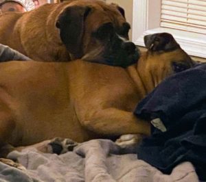 Boxer Dogs - Picture of Two Boxer Dogs on the bed