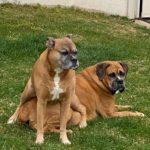 Boxer dogs - picture of boxer dogs