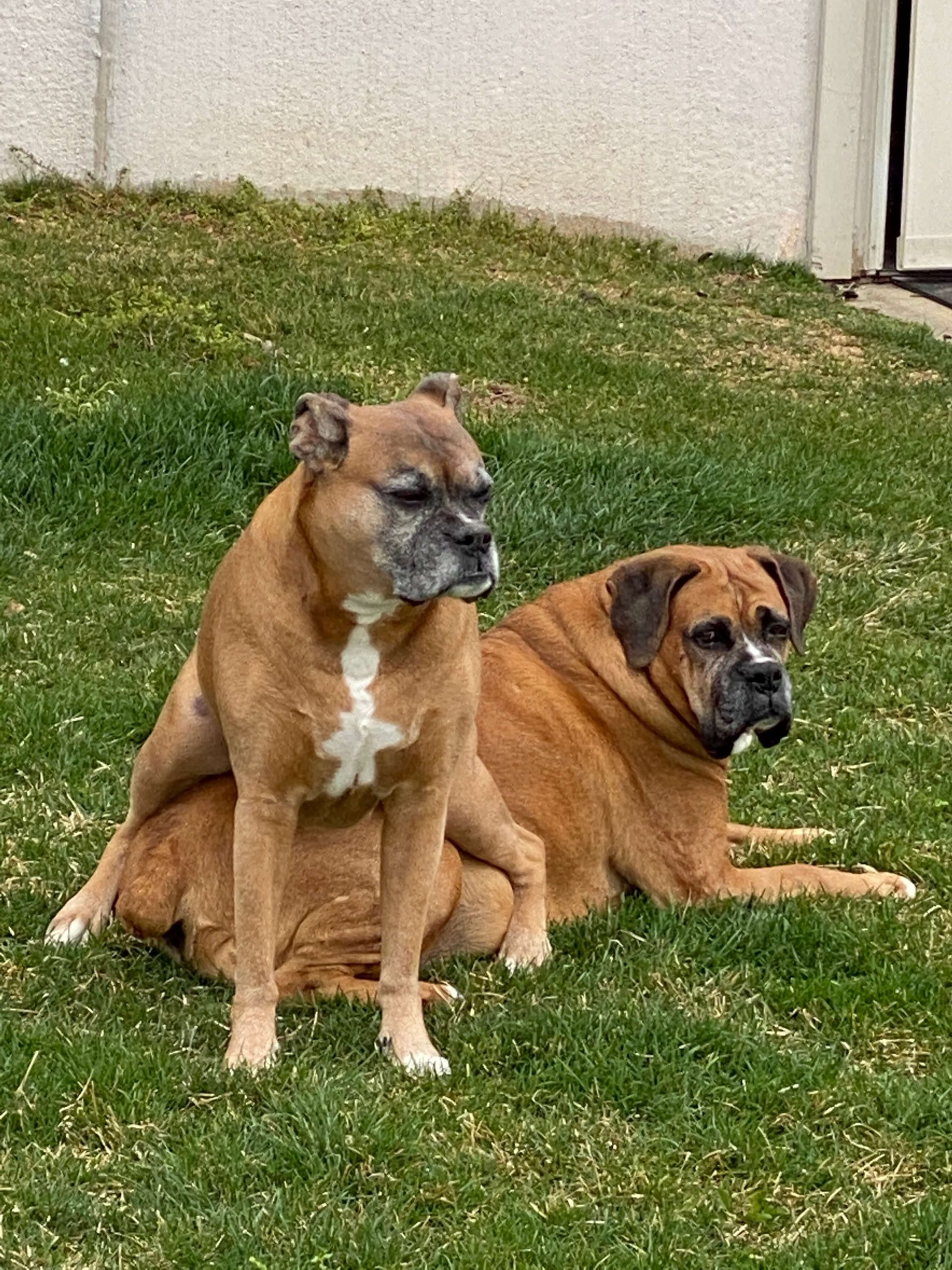 Boxer dogs - picture of boxer dogs