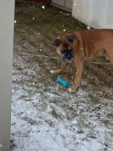 Boxer Dogs - Picture of a boxer dog & toy