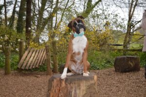 best treats for boxers - boxer picture