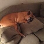 About Us Boxer dog photo