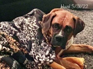 Are Boxer dogs easy to traini - photo of our boxer dog Hazel