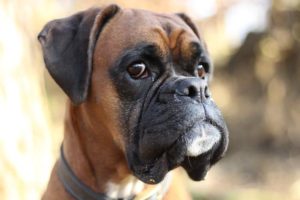 Get Posts by Category - Photo of discoverboxerdogs.com logo photo