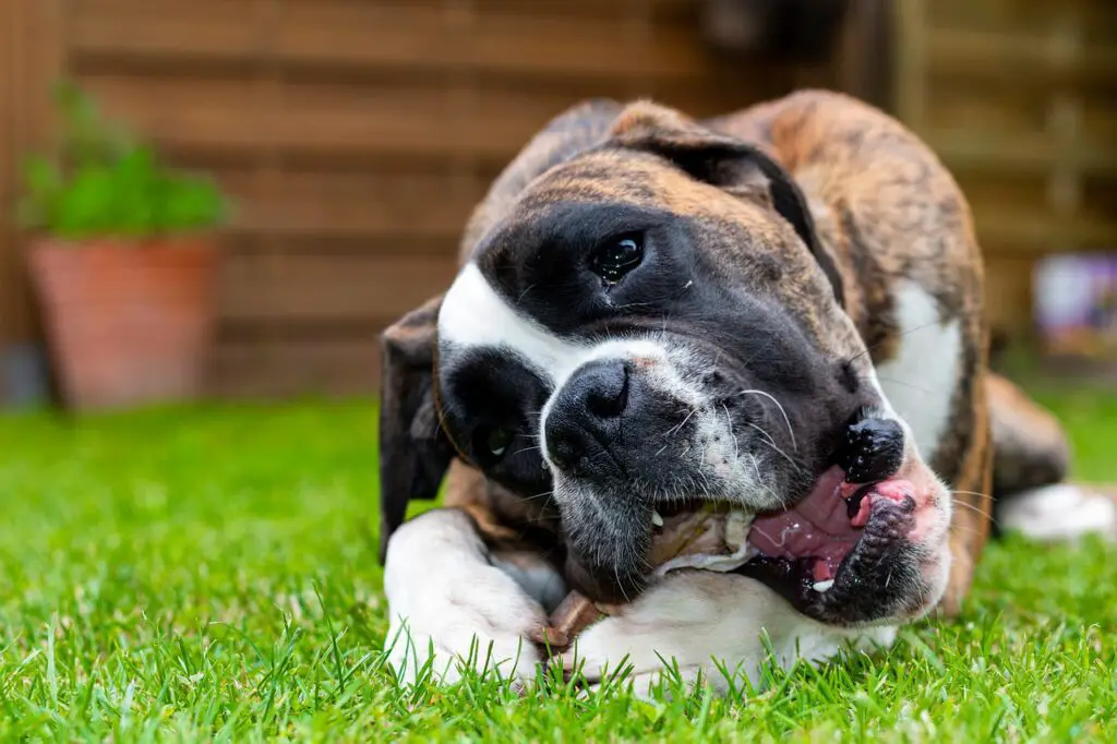 best treats for boxer dogs - boxer dog chewing on a treat photo