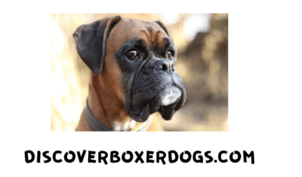 Boxer Dog Resource - discoverboxerdogs.com logo