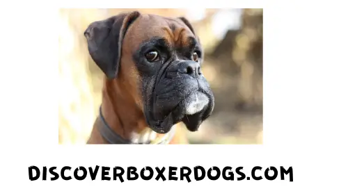 discoverboxerdog.com logo