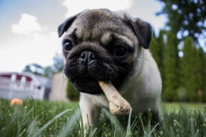 best treats for boxer - dog chewing bone photo