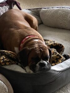 Sleepingboxerdog photo