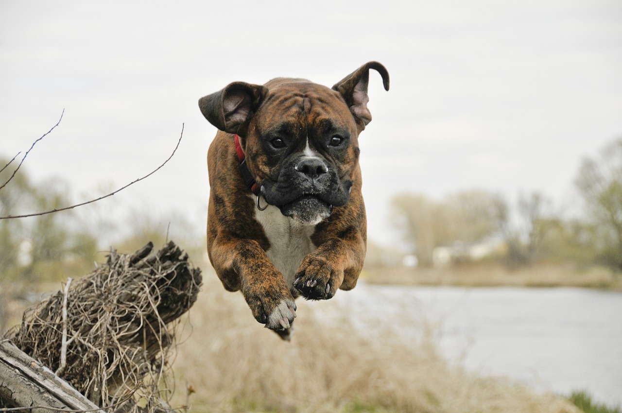 boxer dog exercise - picture of boxer dog exercising
