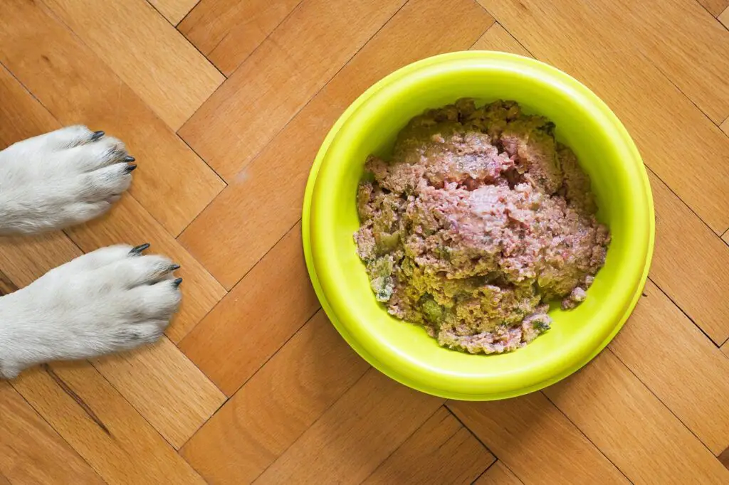 Natural Probiotic Fodd For Dogs - picture of dog food bowl