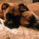 Two Boxer Dogs - Picture of Two Boxer Dogs