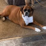 natrual probiotic food for dogs - boxer dog picture