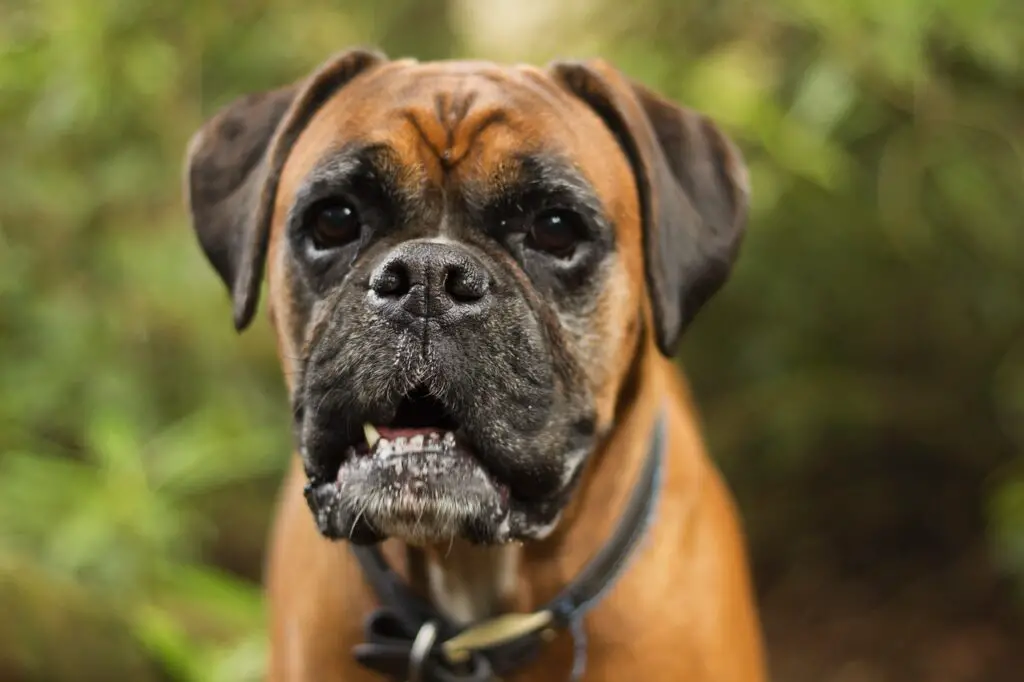 Do Boxers Bark A lot - picture of a boxer dog