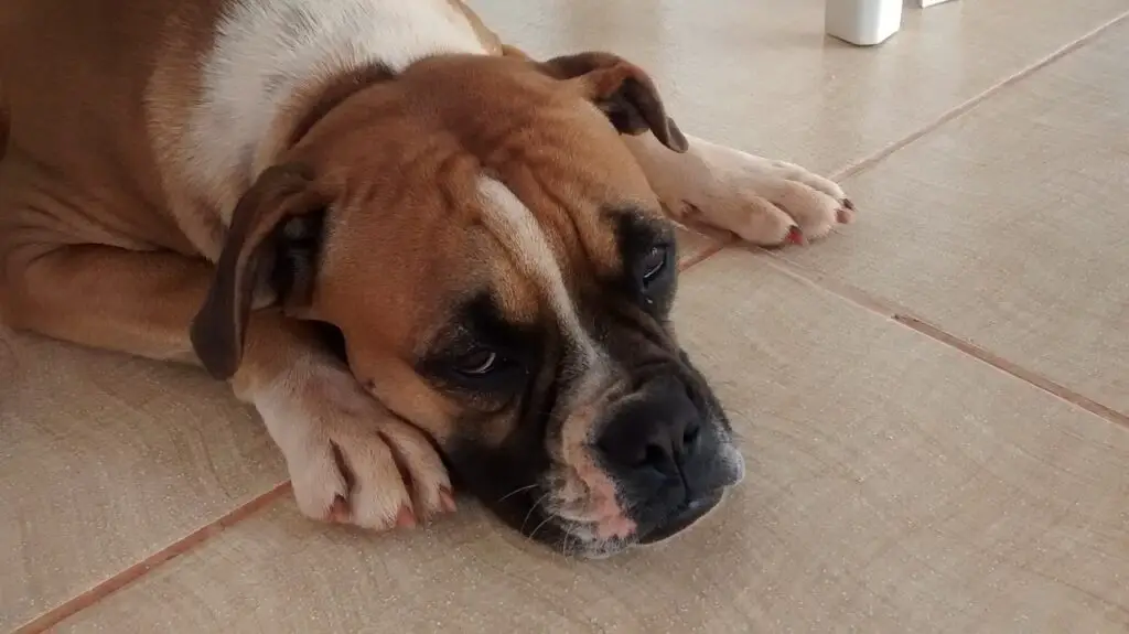 Boxer Dog Allergies - Photo Sad Boxer Dog