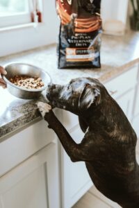 Best Dog Food For Boxers - Boxer Dog Food photo