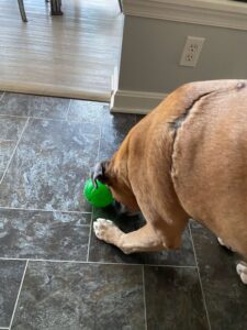 Are Boxer Dogs Easy To Train? Picture of our Boxer Dog Duke pushing s Treat Ball