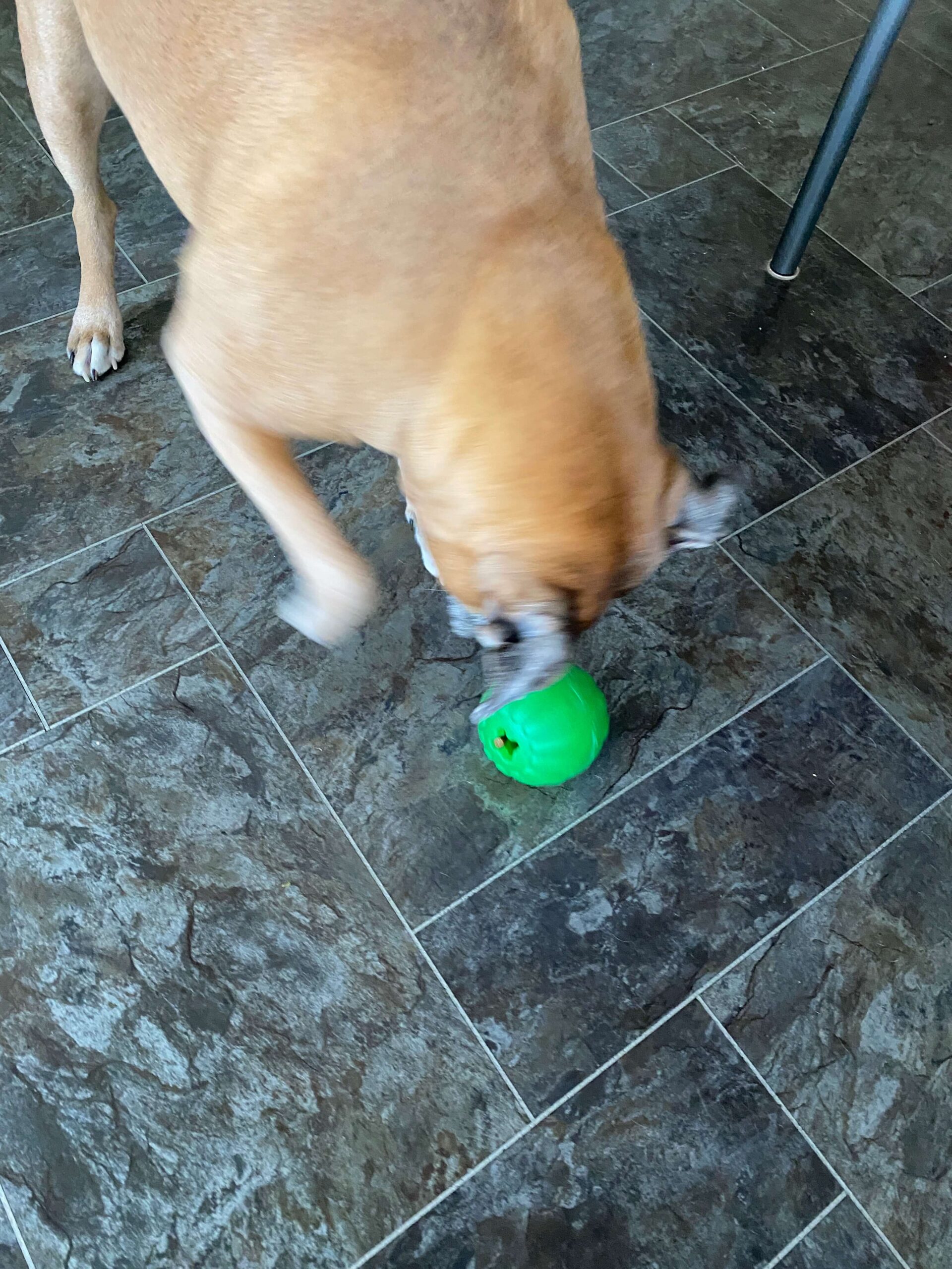 Boxer Dog Training - Boxer dog photo