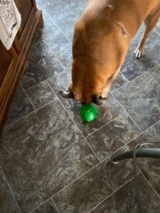 Are Boxer Dogs Easy To Train? Photo our our Boxer pushing a Treat Ball