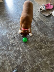 Are Boxer Dogs Easy To Train? Photo of our Boxer Hazel