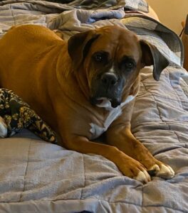 Best dog food for boxers with skin allergies - phot of boxer on bed
