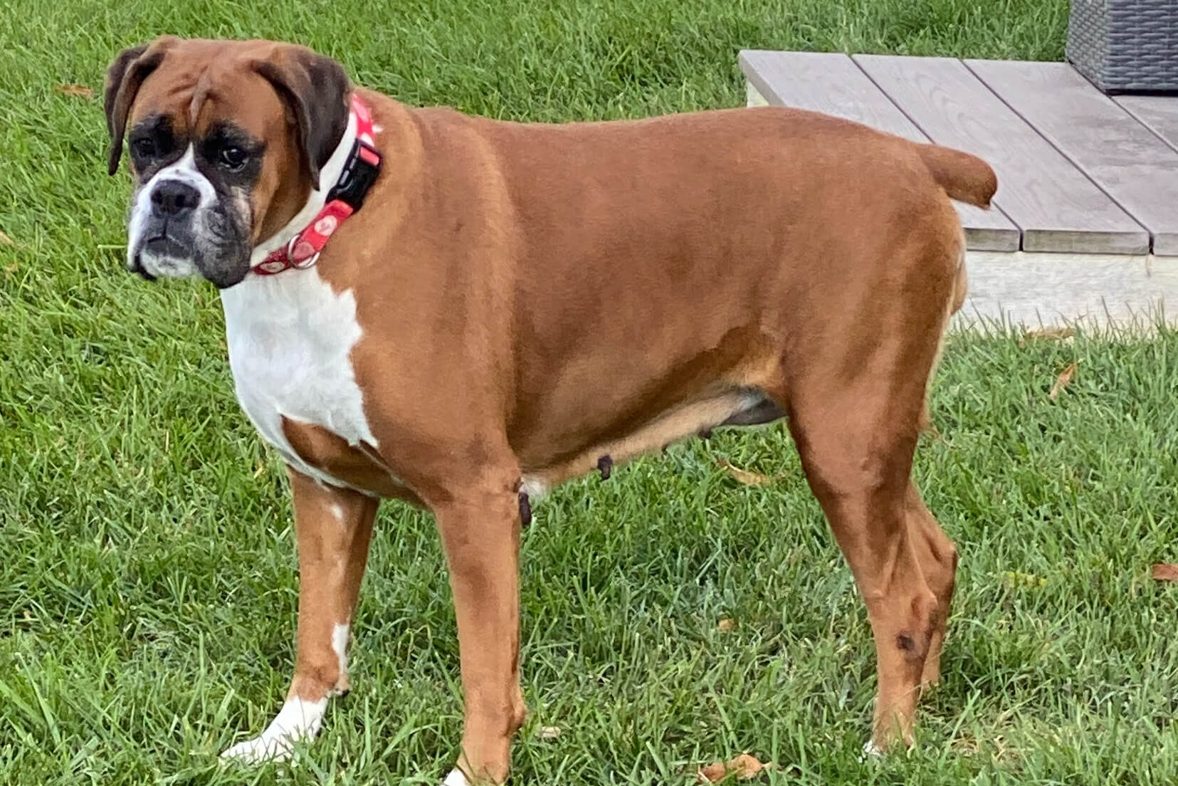Are Boxers Easy To Train - Photo of my Boxer Dog Katie