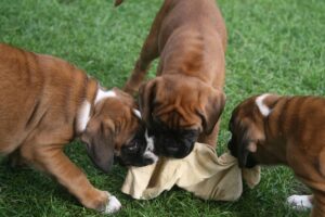 Boxer Dog Exercises - Photo of Boxer Puppies playing