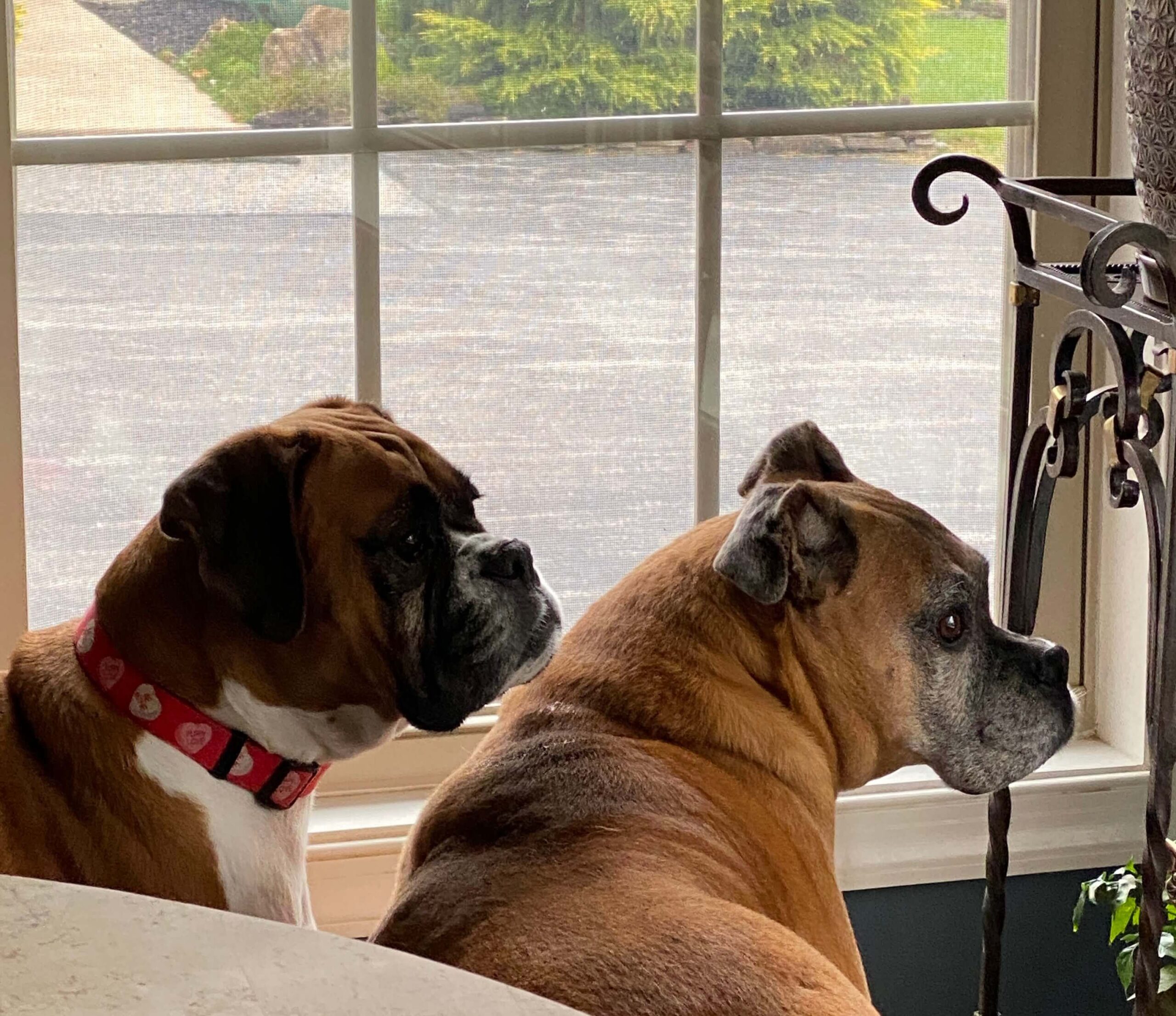 Are Boxer Dogs Smart? A pictrue of my Boxers Duke and Katie