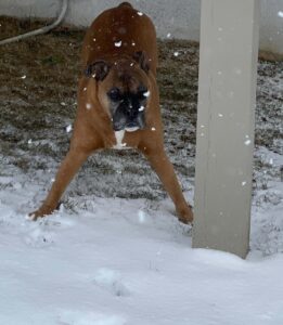 Are Boxer Dogs Smart? Picture of My Boxer Duke