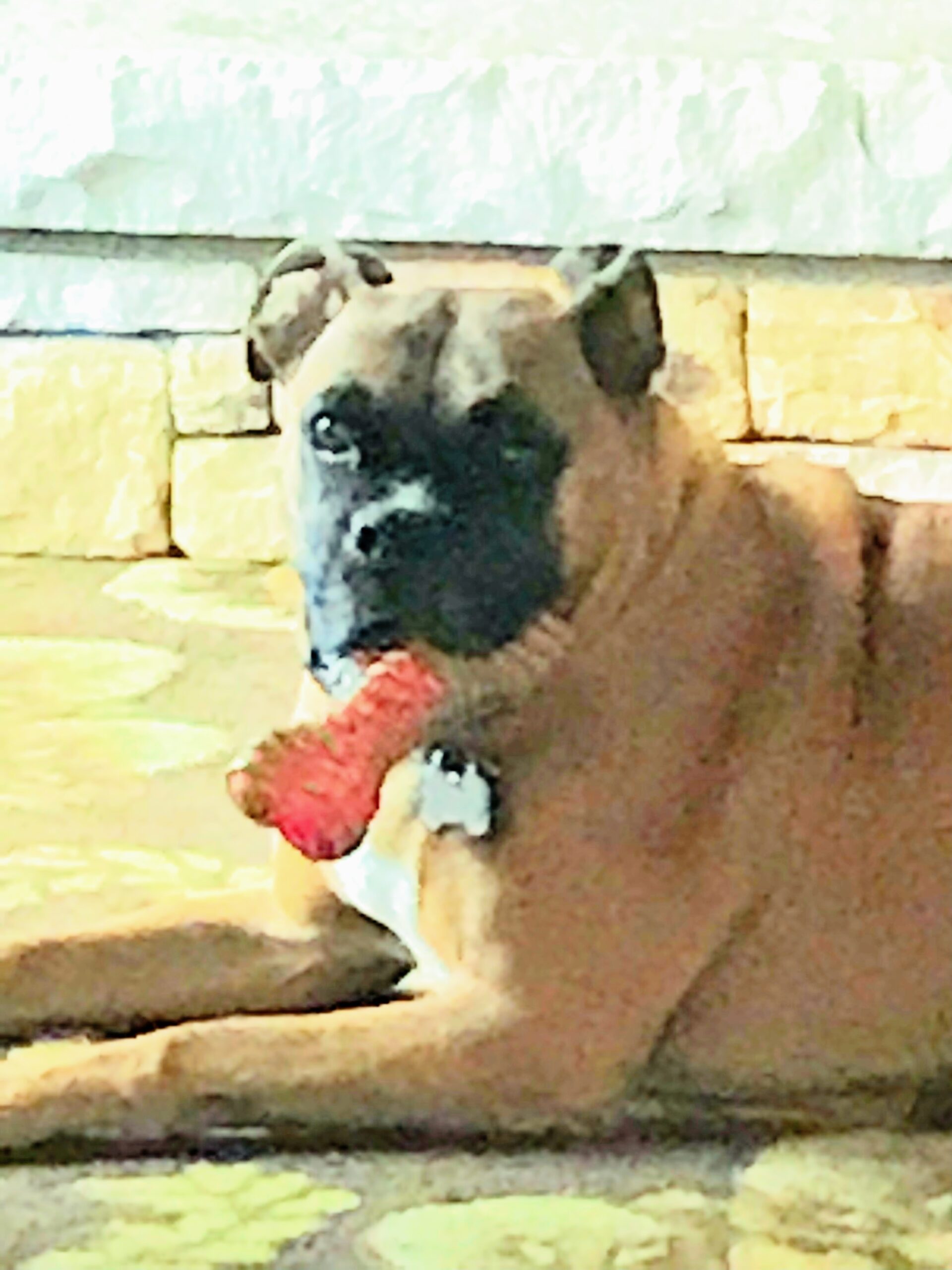 How Much Should I Feed my Boxer - phot of our Boxer Duke with a toy Bone in his mouth