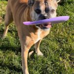 Boxer Dog Exercises - Phot of my Boxer with Frisbee