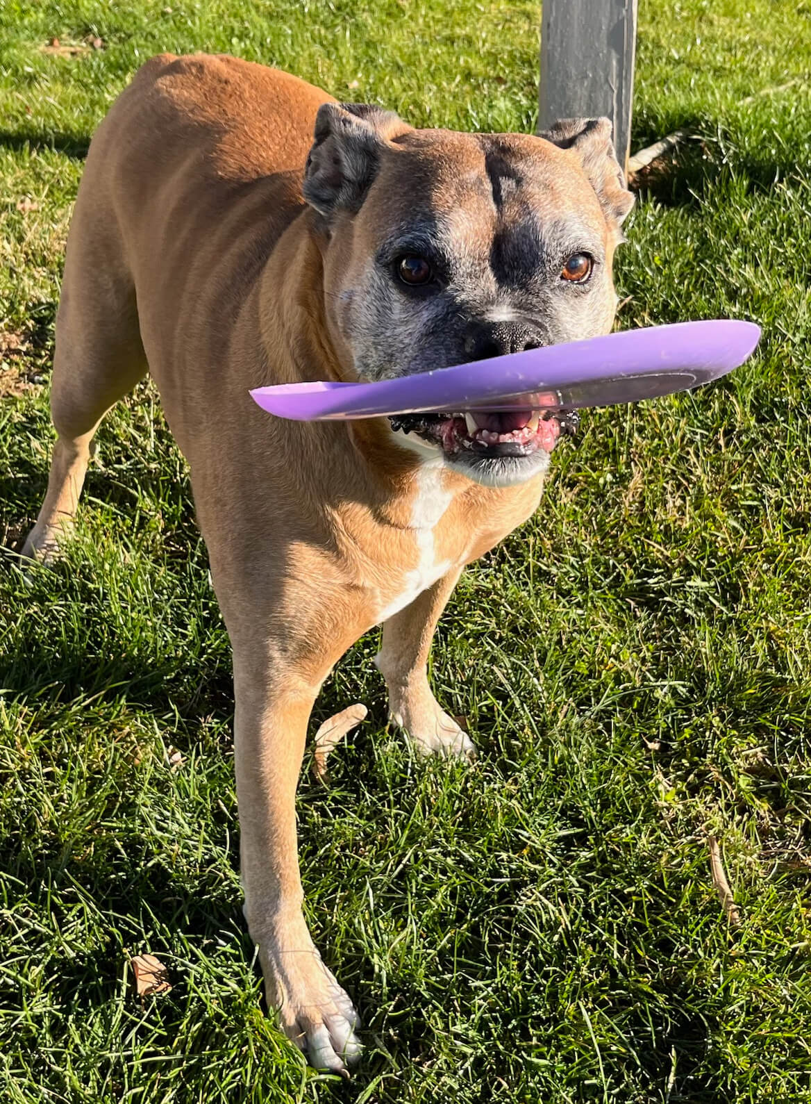 Boxer Dog Exercises - Photo of my Boxer with Frisbee