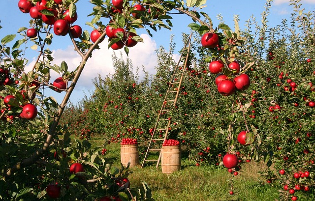 Can Boxer Dogs Eat Apples - Photo of an Apple Orchard