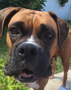 Boxer Dog Not Eating - Photo of Boxer Dog with Mouth open to discuss Oral Care Issues in Boxers