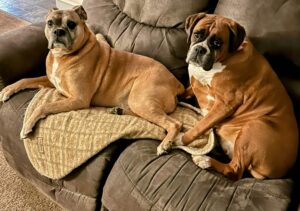 Can Boxer Dogs Eat Apples? - Photo of our BOxers Duke and Katie