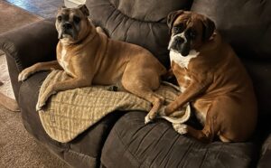 Boxer Dog Adoption - Photo our our two Boxers Duke and Katie on the couch