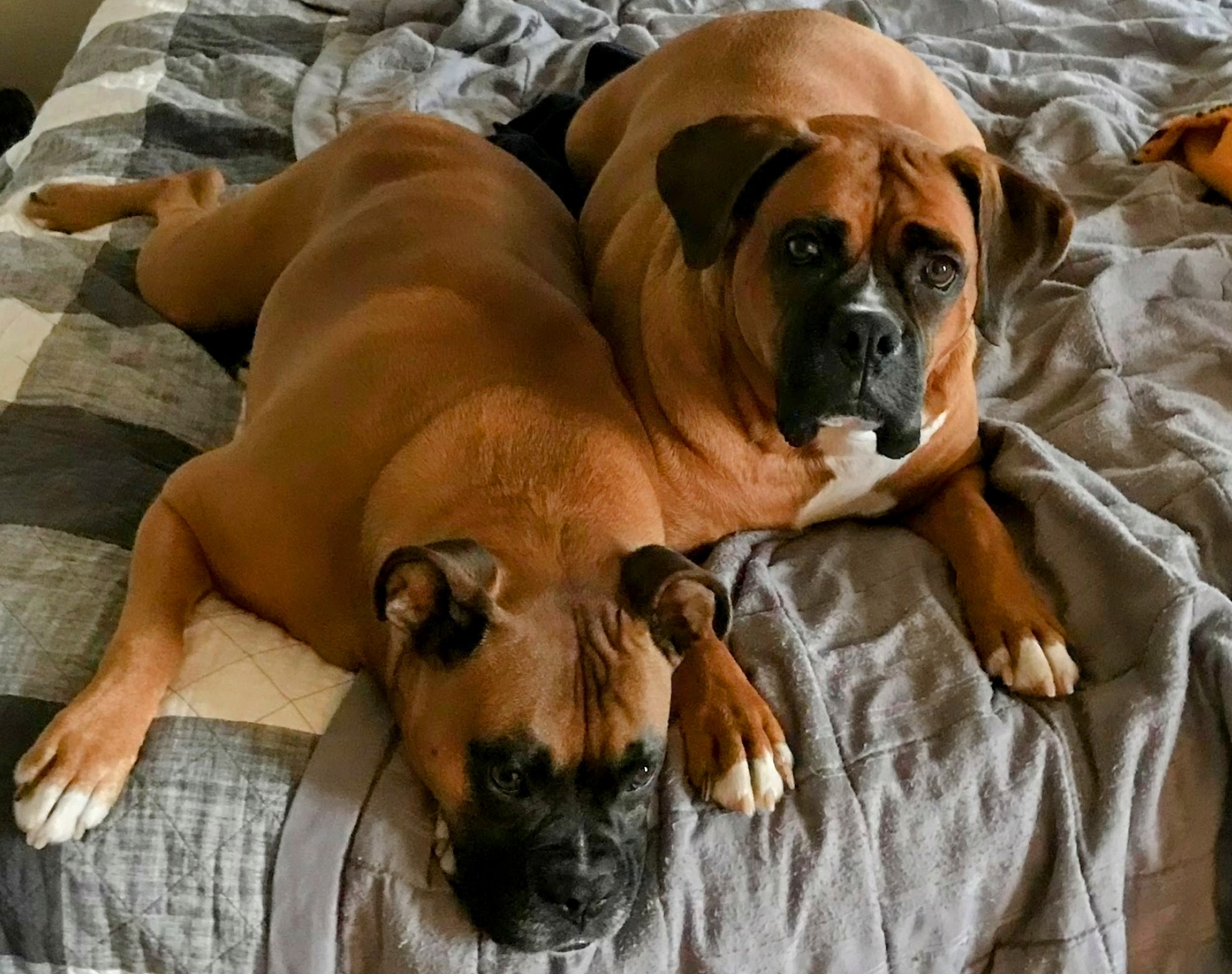 Boxer Dog Adoption - Photo of our Boxers Duke and Hazel relaxing on the bed.