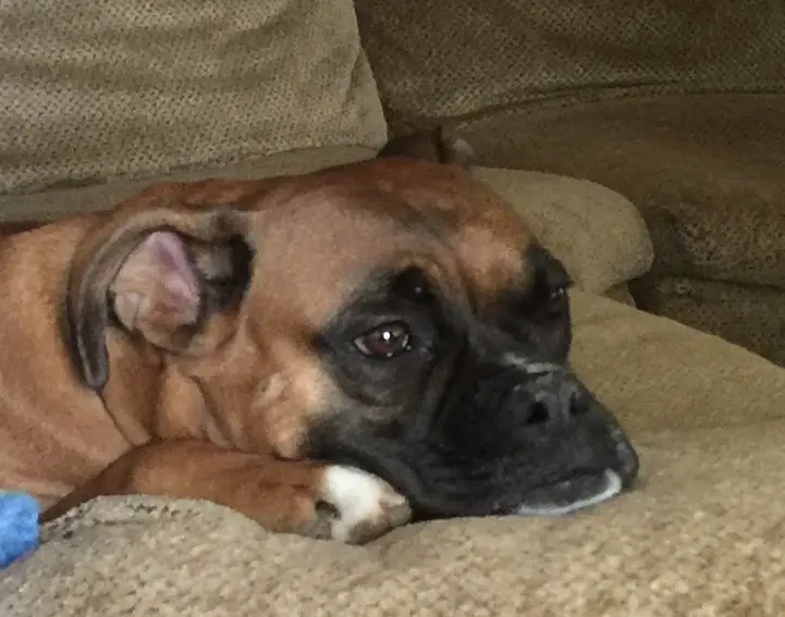 Boxer Dog Won't Eat - Our Boxer Dog Duke looking sad and not eating