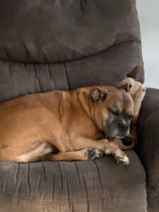 Boxer Dog adoption - photo of our Adopted Boxer Duke napping on a recliner