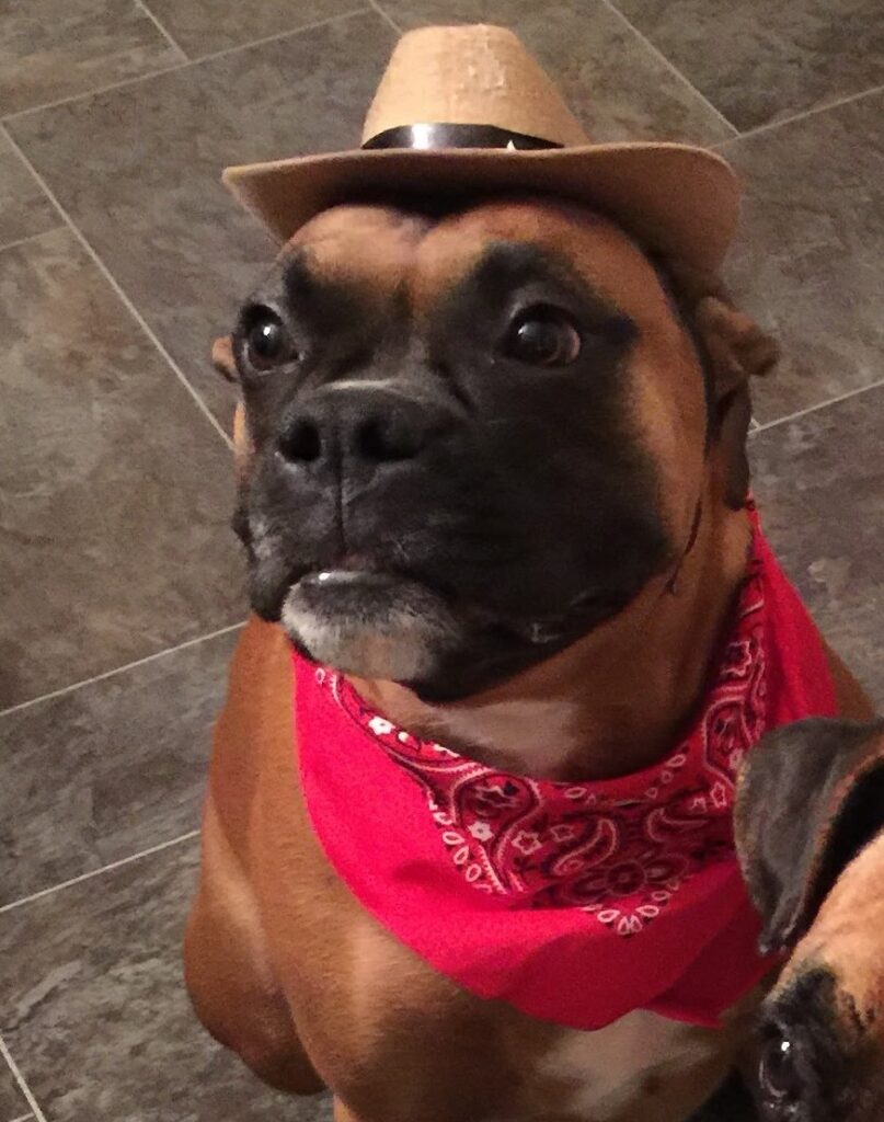 How to tire out a boxer dog - photo of our boxer duke with cowboy hat