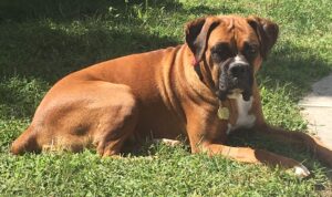 How Much Should Boxer Dogs Weigh? Pictureof our Boxer Hazel