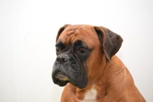 How to groom a Boxer dog - photo of Boxer dog with floppy ears to discuss ear cleaning