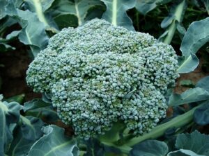 Calcium Vegetables for Dogs - Photo of a Broccoli plant