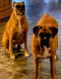 How to Choose a Boxer dog - Photo of our two Boxer dogs