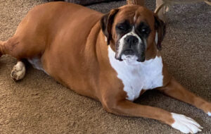 how to groom a Boxer dog - A photo of our Boxer dog Katie