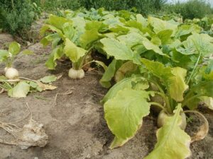calcium vegetables for dogs - photo of turnip field with turnip greens
