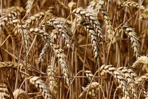 Kibble Pros and cons - Photo of wheat (carbohydrate)