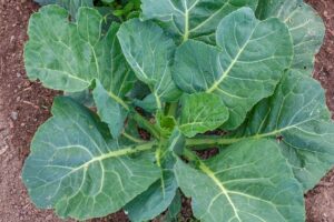 calcium vegetables for dogs - photo collard greens
