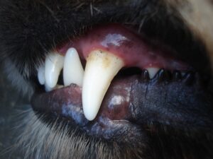 How to groom a boxer dog - phot of dog's tooth to show the need for good oral hygiene